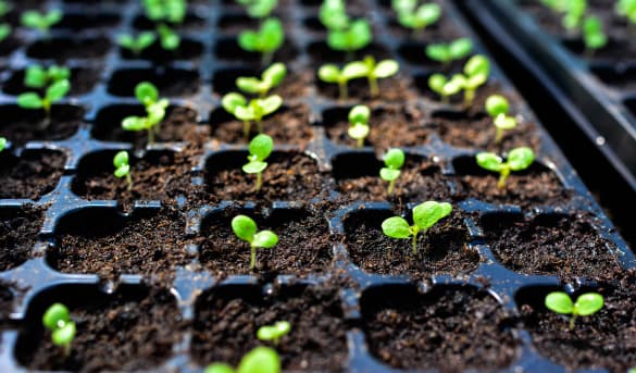 Turba rubia en planta