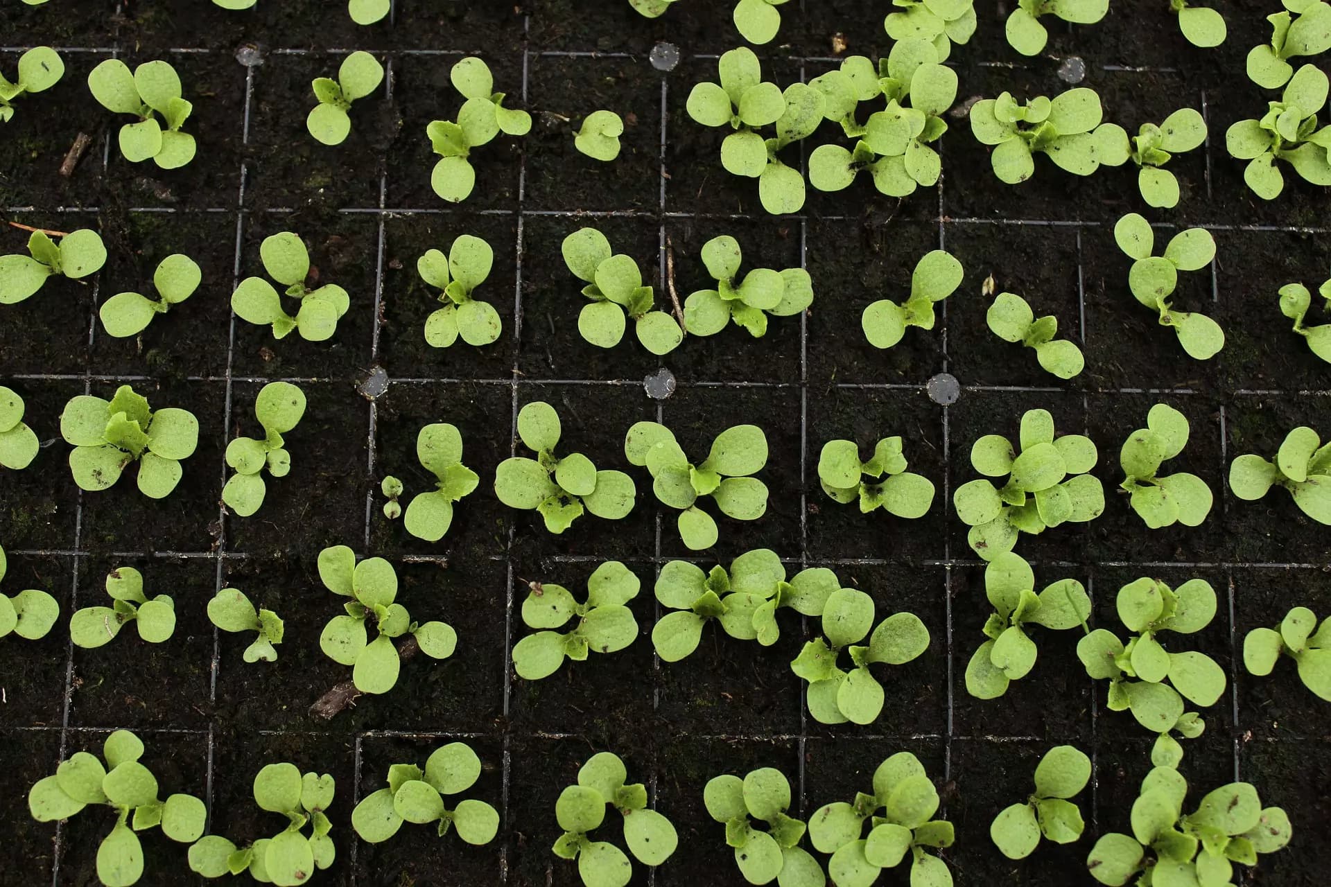 Plantas de procesado