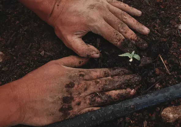 manos plantando