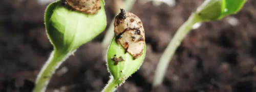 semilla germinando